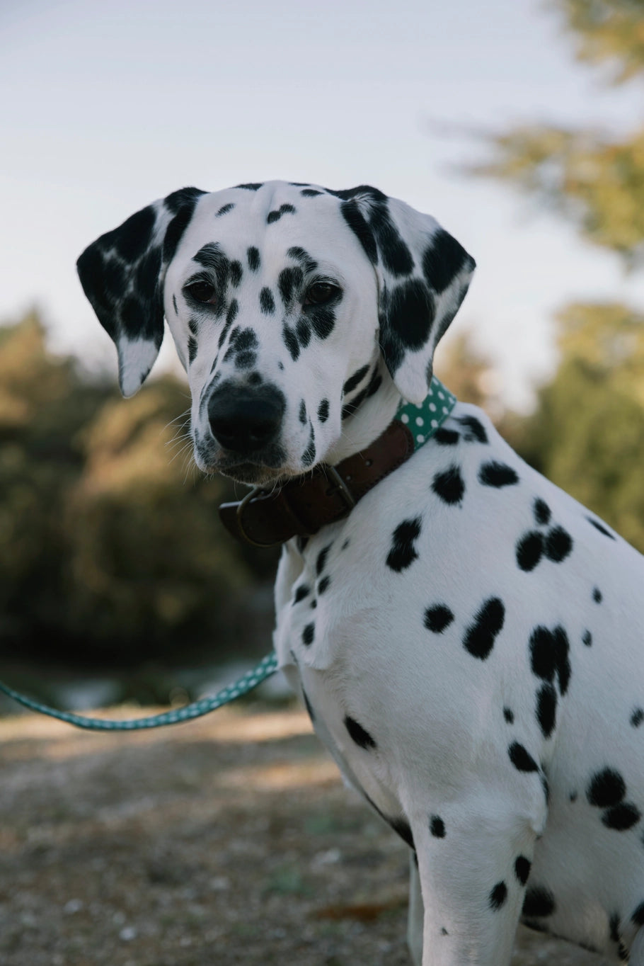 Laisse pour chien - lola