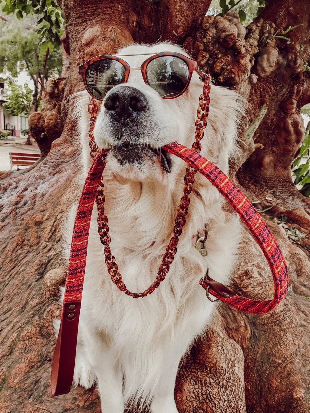 Laisse pour chien - luca