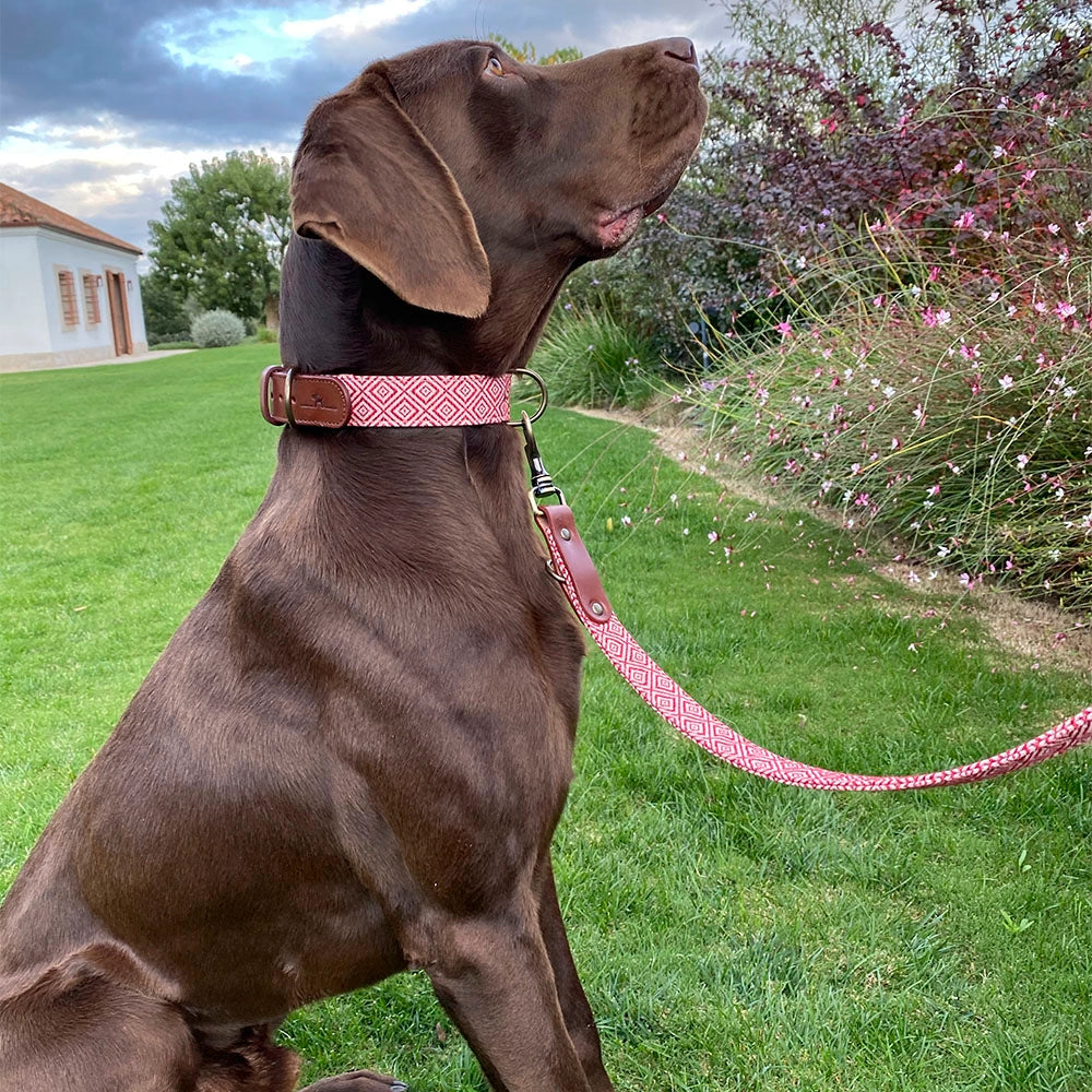 Laisse pour chien - mambo