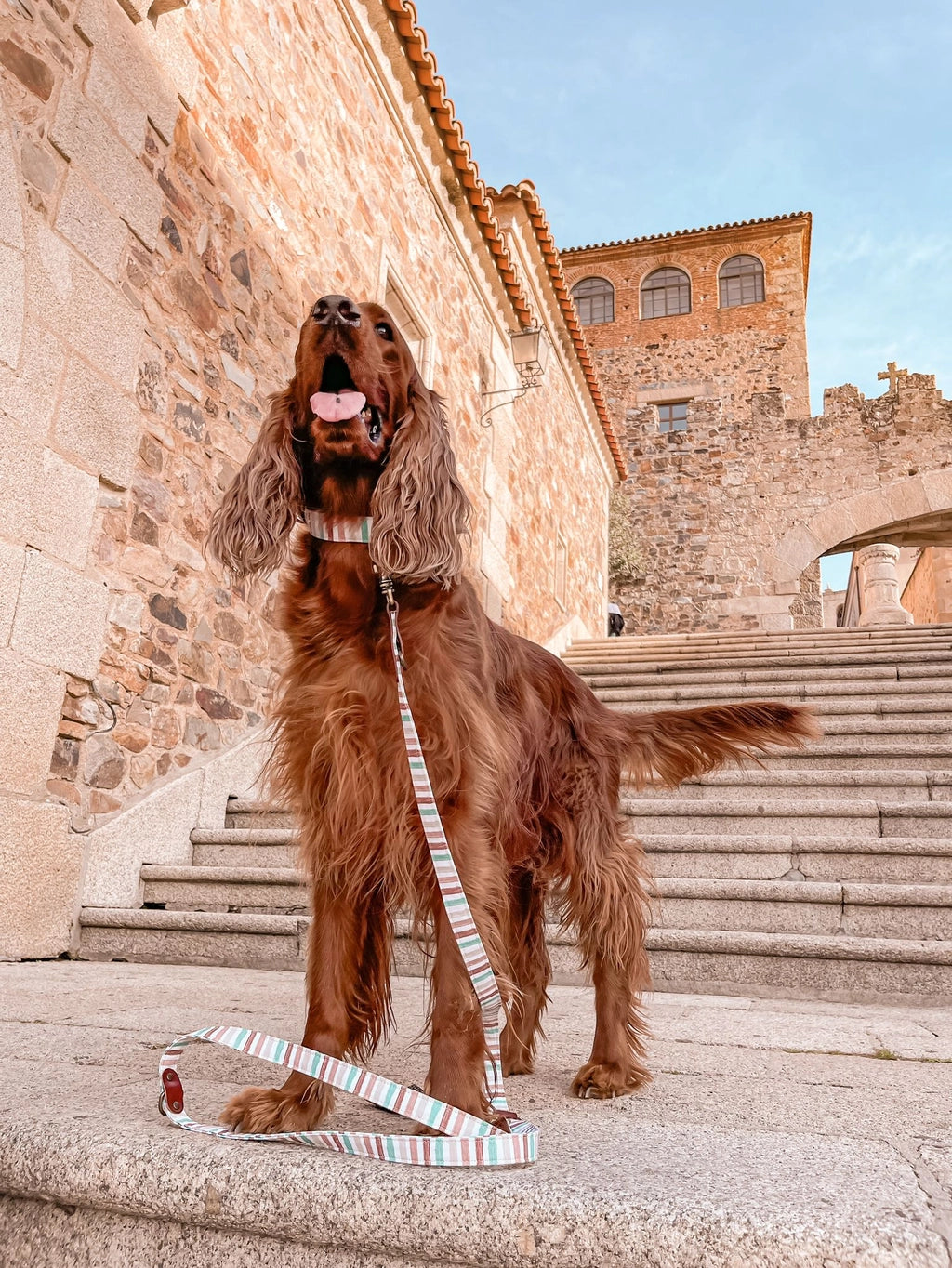 Laisse pour chien - max