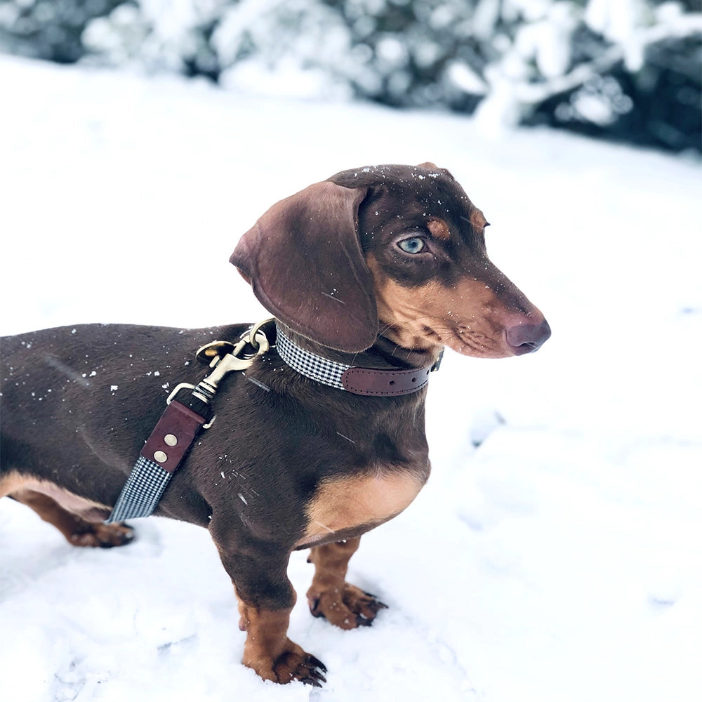 Laisse pour chien - milo