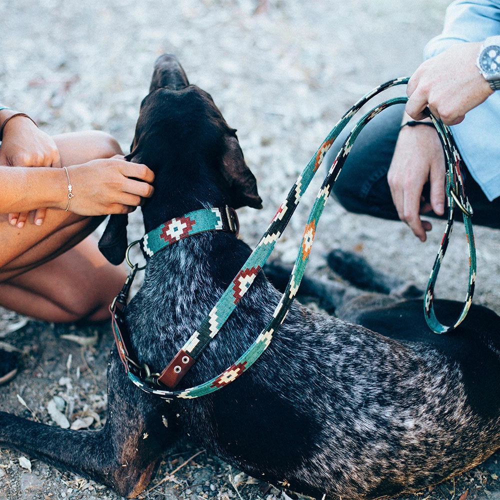 Laisse pour chien - pluto