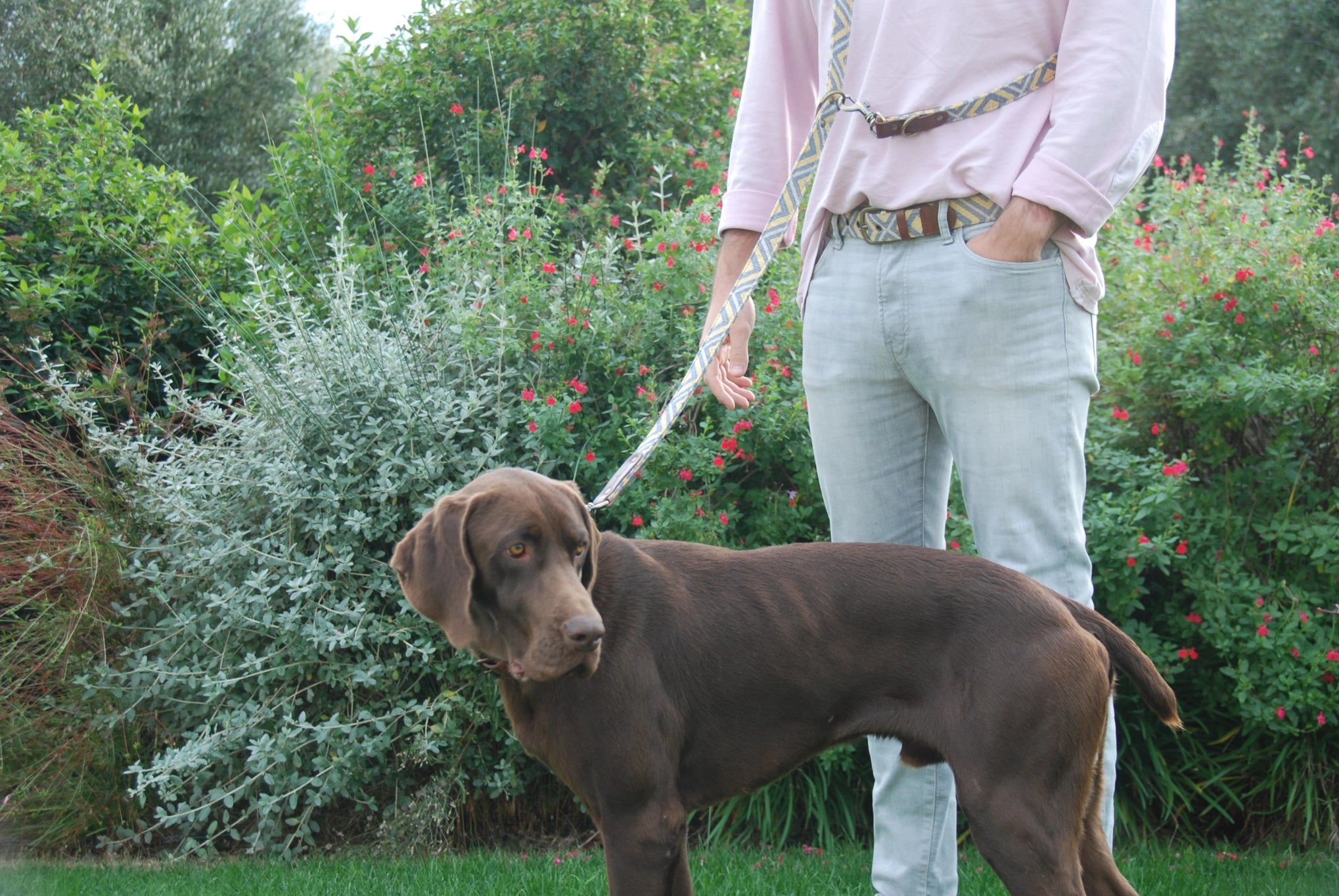 Laisse pour chien - scud