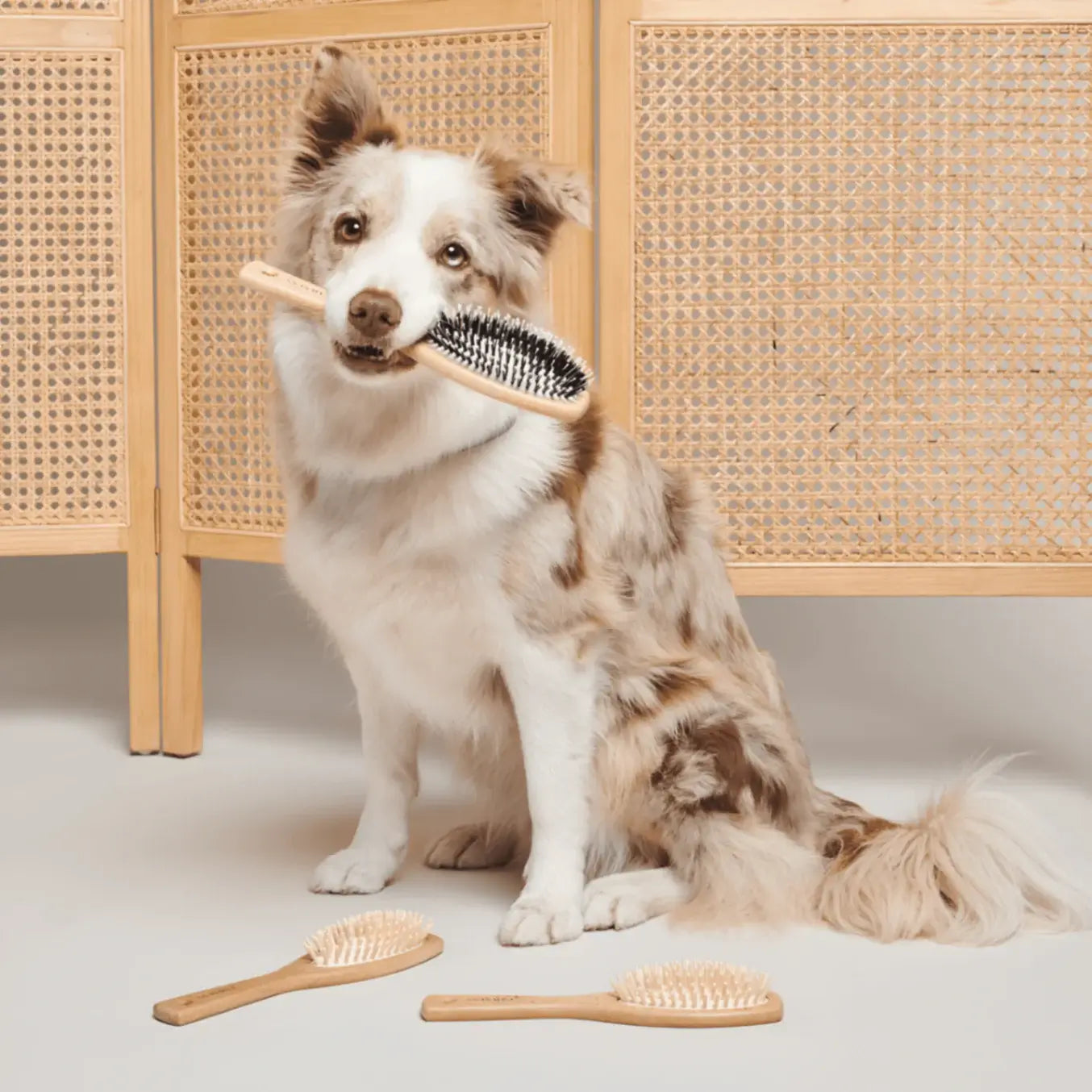 Chien tenant une brosse en bois végétalien/nylon, entouré de brosses similaires, devant un fond en bois naturel.