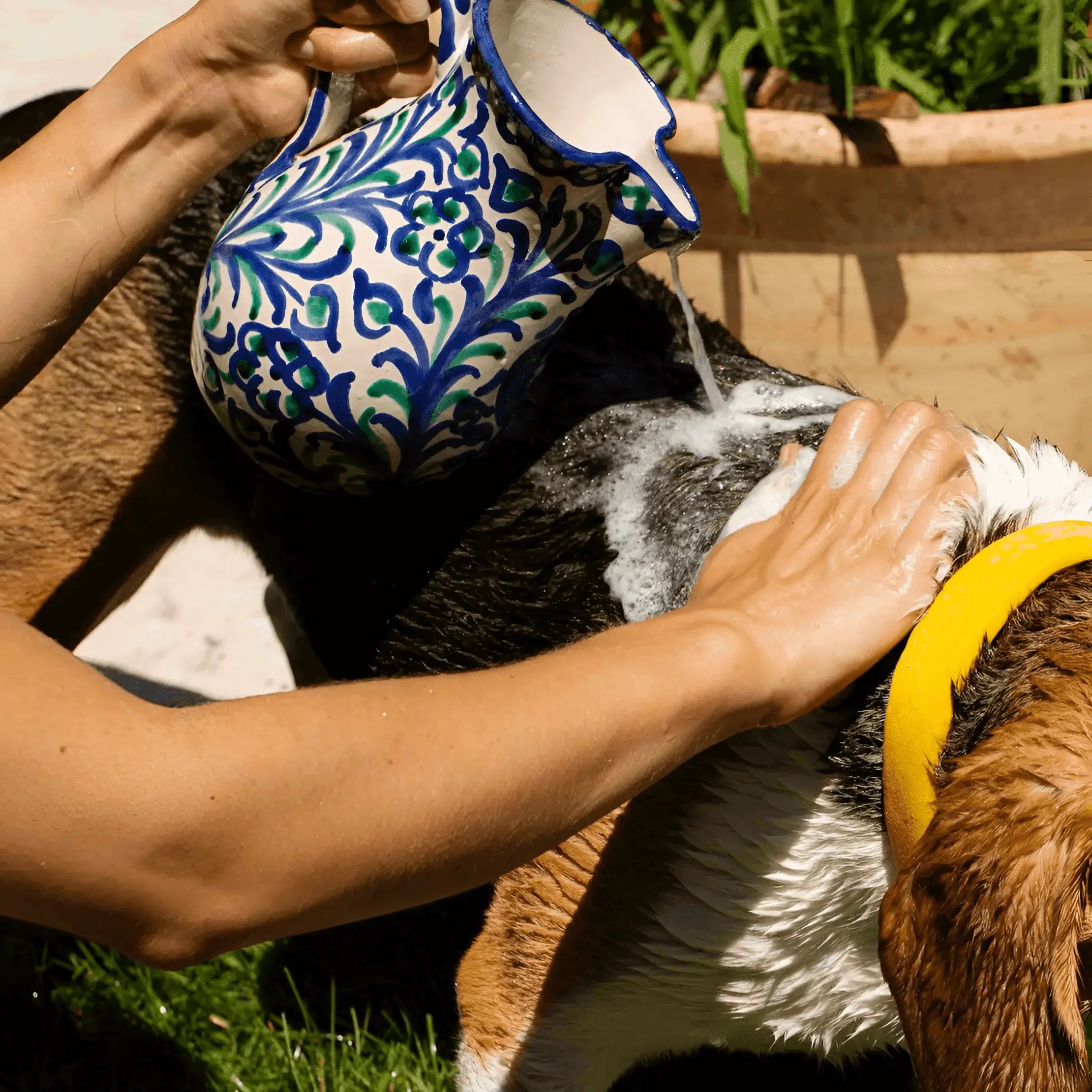 Main lavant un chien avec un shampoing en pastilles et de l'eau, utilisant une carafe décorée, en plein air.