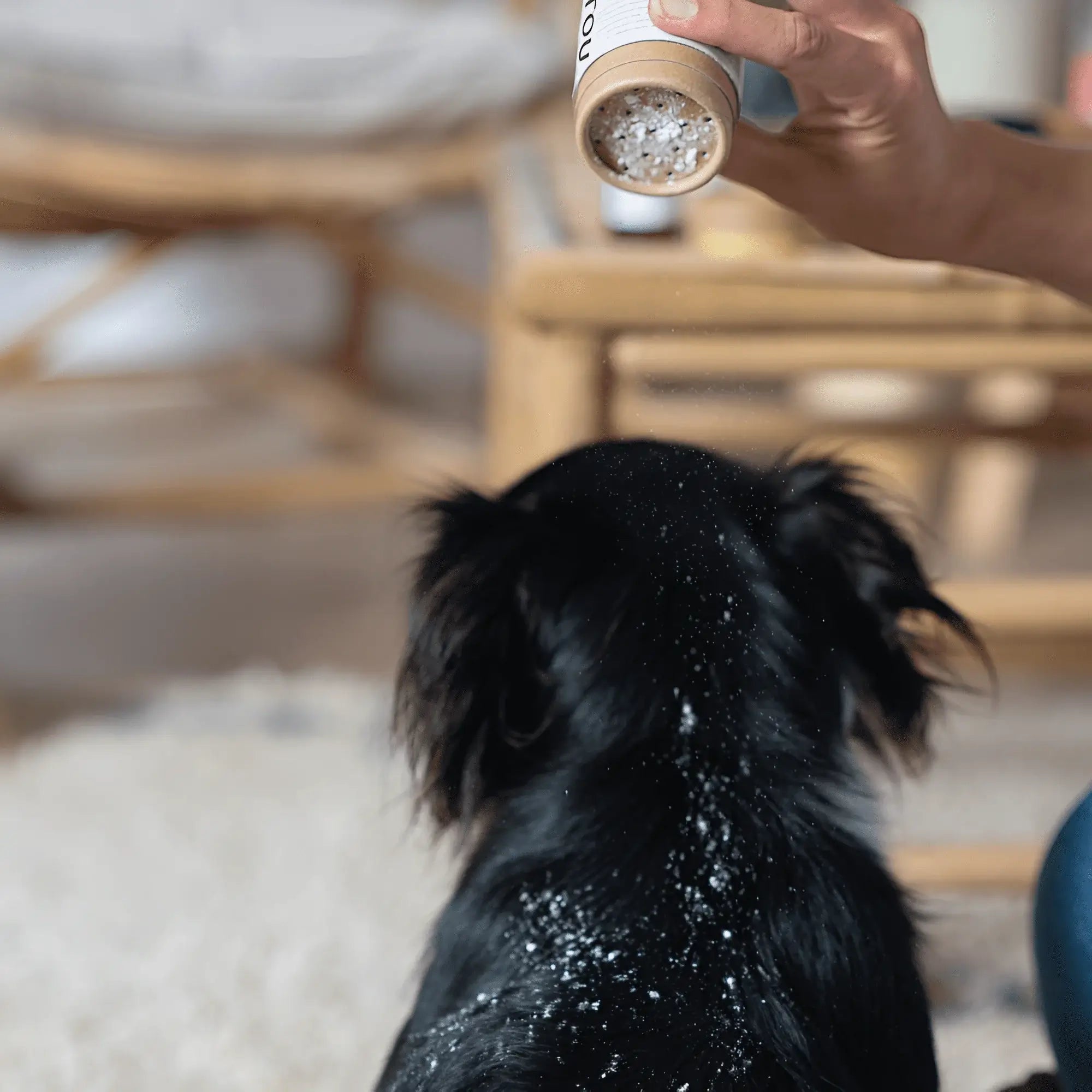 Application de shampoing sec pour chien noir, absorbe impuretés, avec avoine et géranium, éloigne puces et tiques.