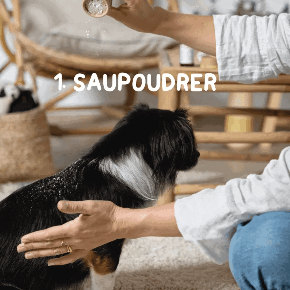 Application de shampoing sec sur un chien, étape 1 : saupoudrer la poudre à base d'avoine et tapioca pour un pelage propre et frais.