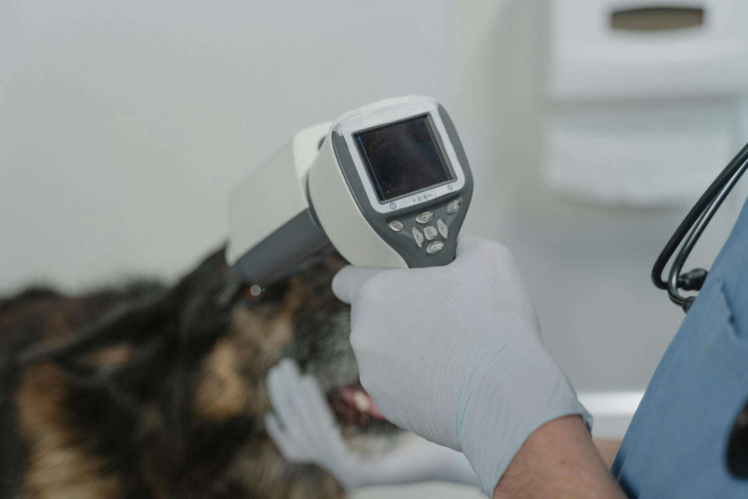 Comment savoir si mon chien a de la fièvre ?