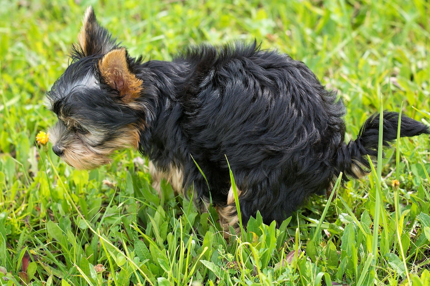 Que faire des crottes de chien dans le jardin ?