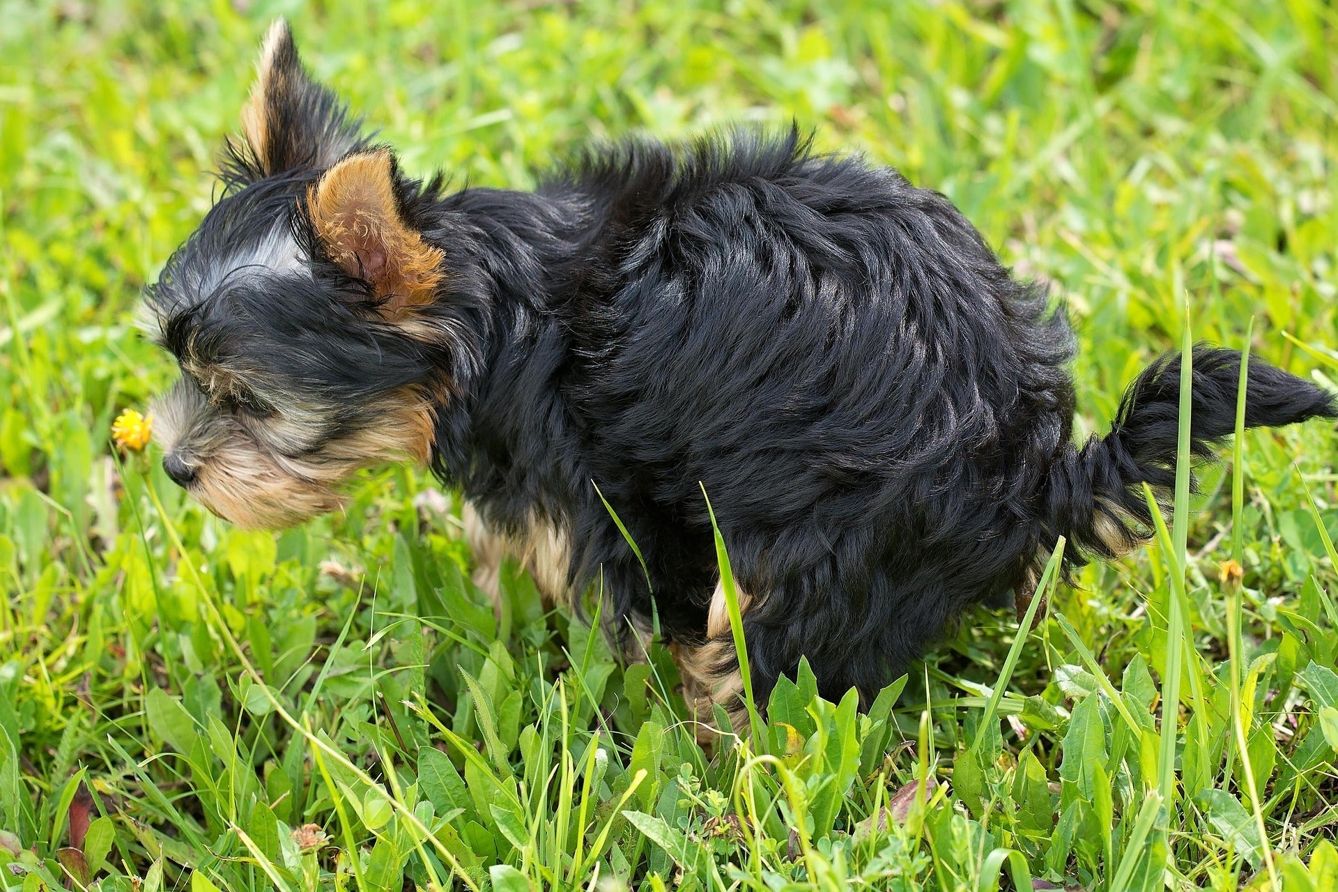 Que faire des crottes de chien dans le jardin ?