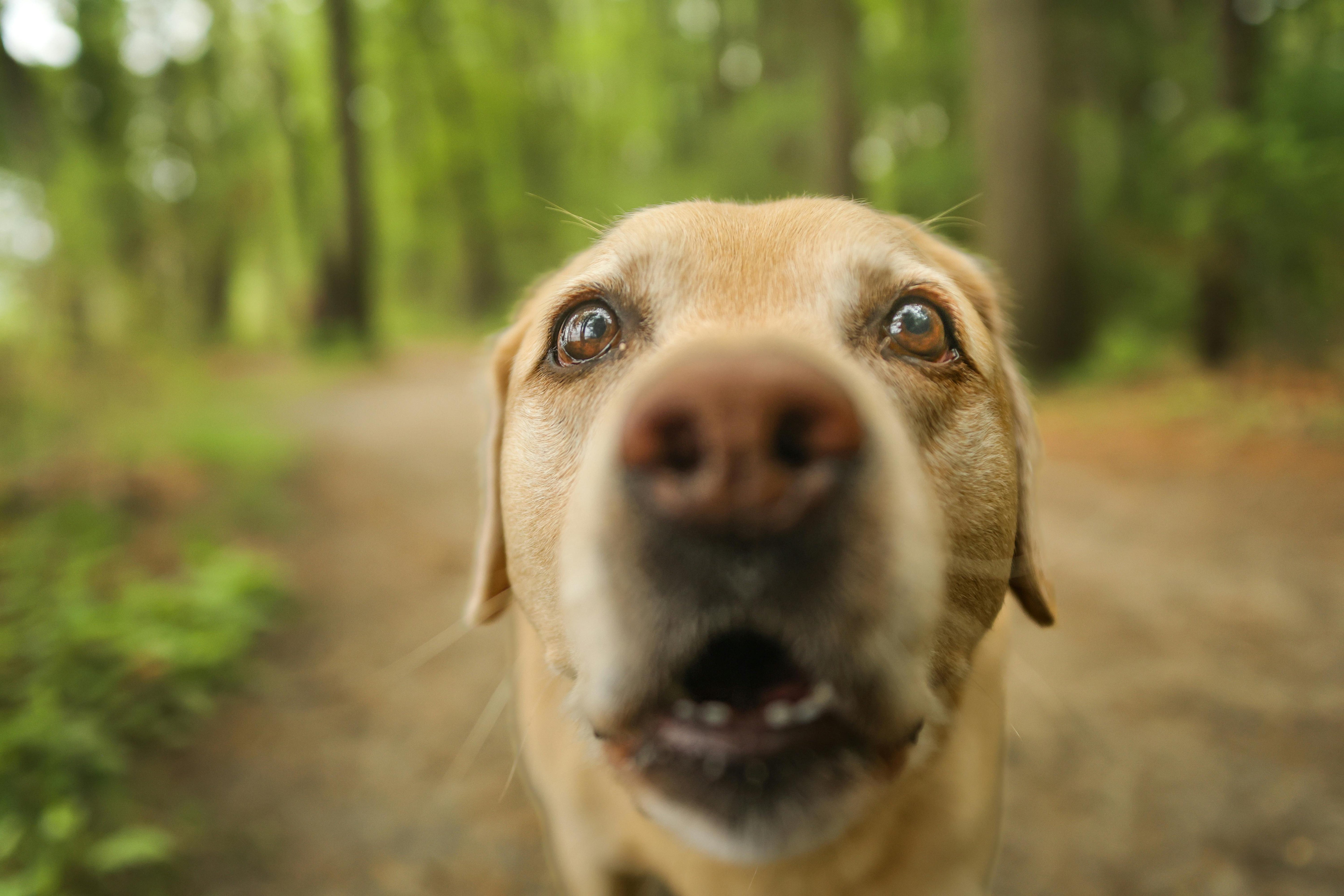 Gros plan d'un labrador ayant peur dans une forêt verte