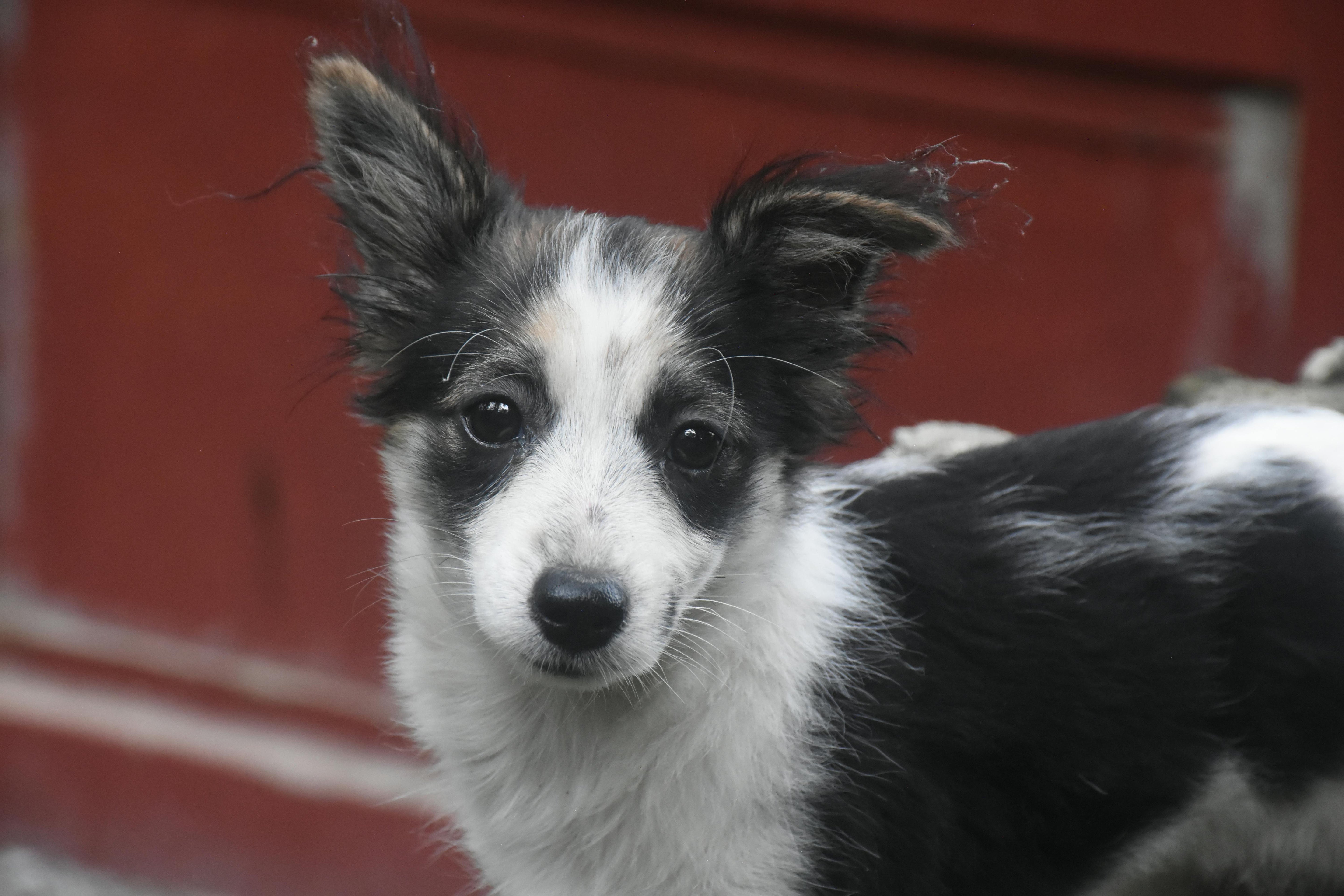 Faut-il castrer son chien ?