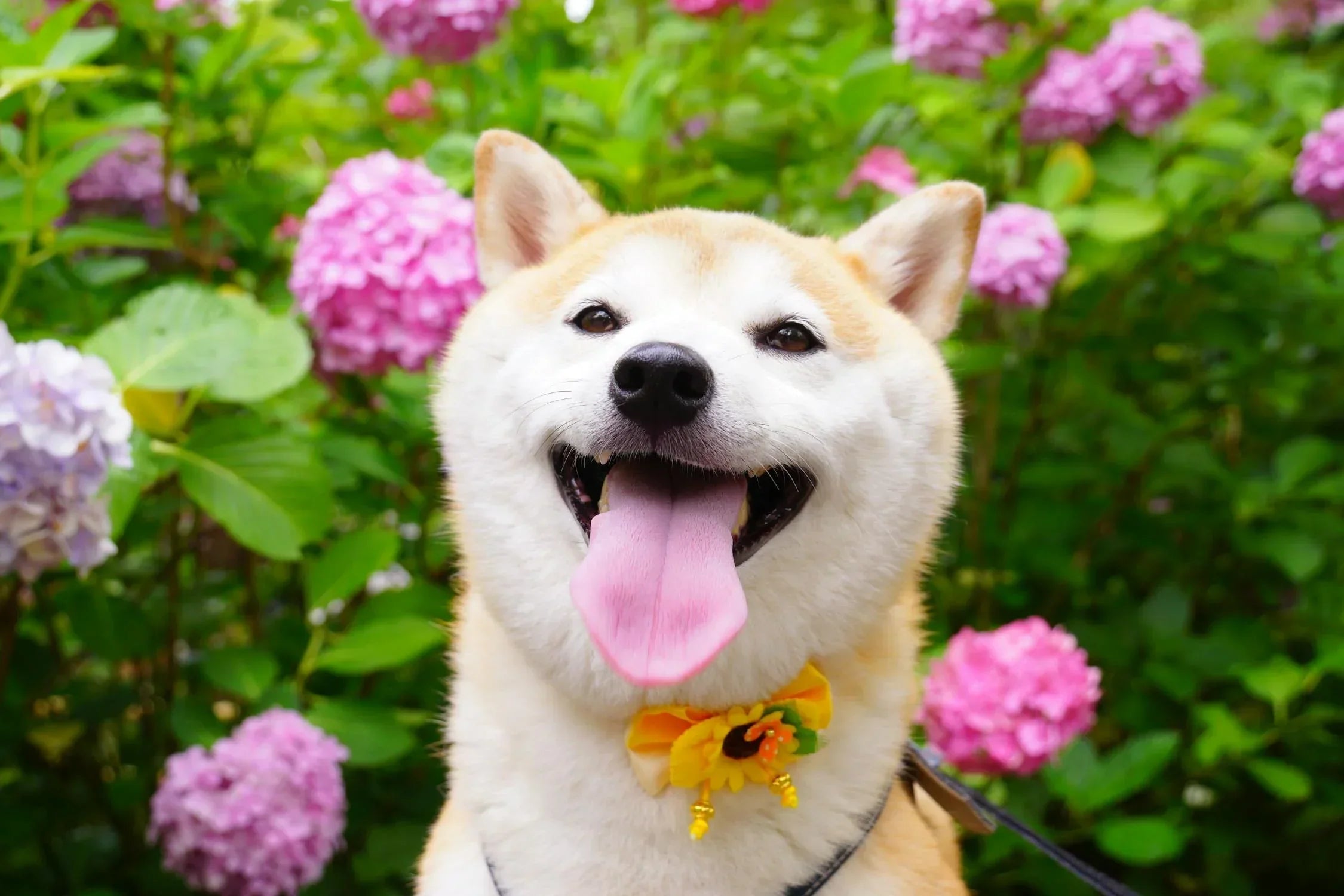 Pourquoi les chiens nous lèchent ?