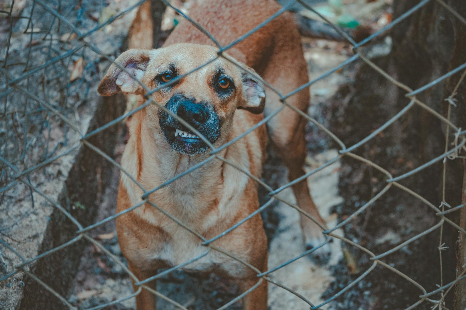 Je ne peux plus garder mon chien agressif : que faire ?