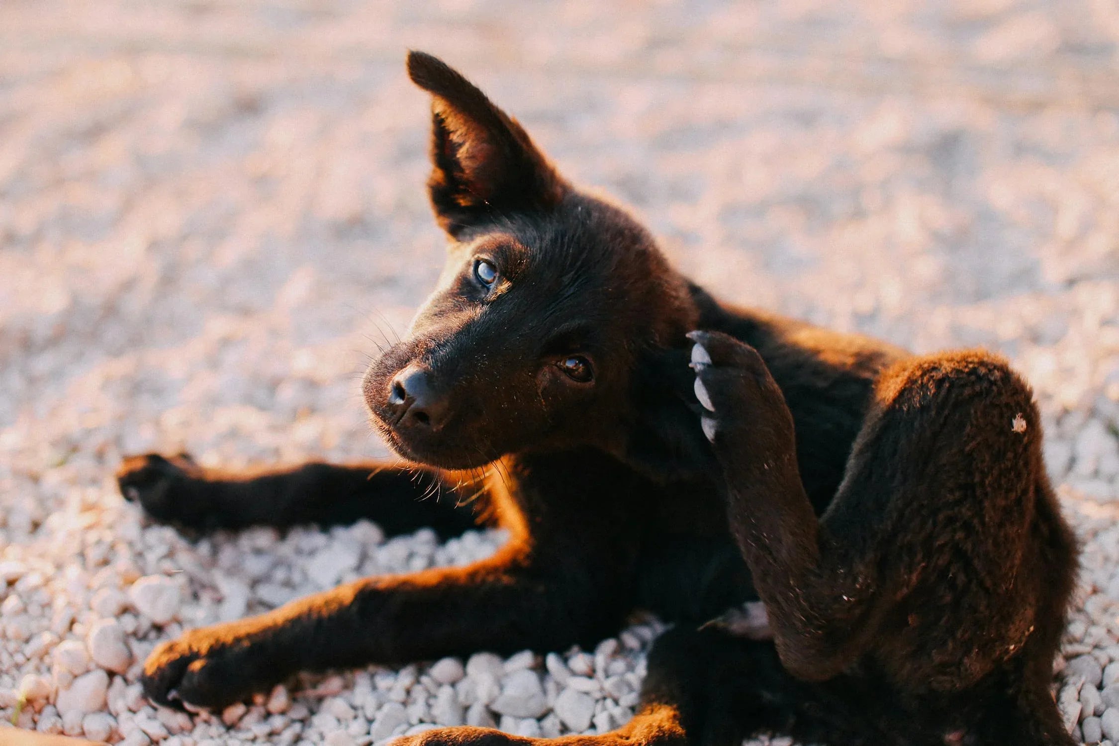 Pourquoi mon chien se gratte ?