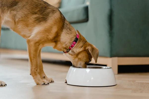 Peut-on mélanger croquettes et pâtée pour chien ?