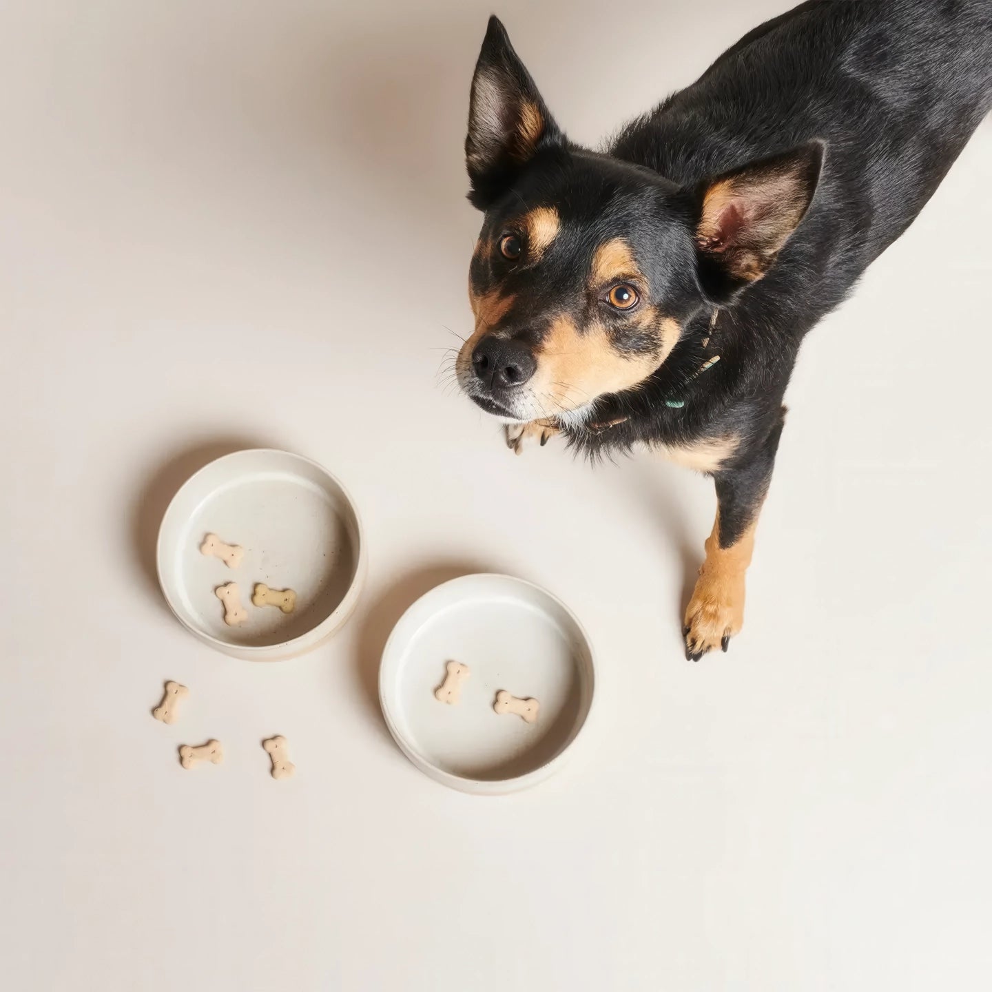 Bol alimentaire en céramique pour chien