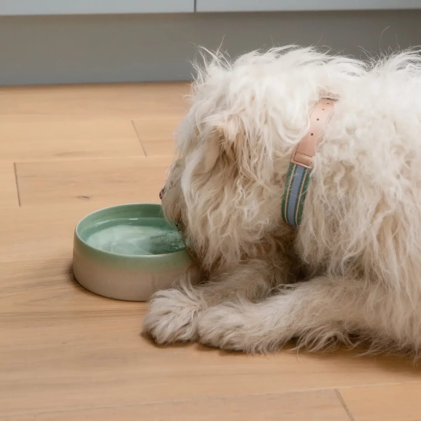 Bol alimentaire en céramique pour chien