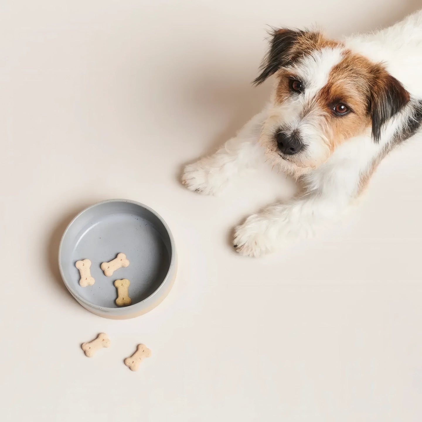 Bol alimentaire en céramique pour chien