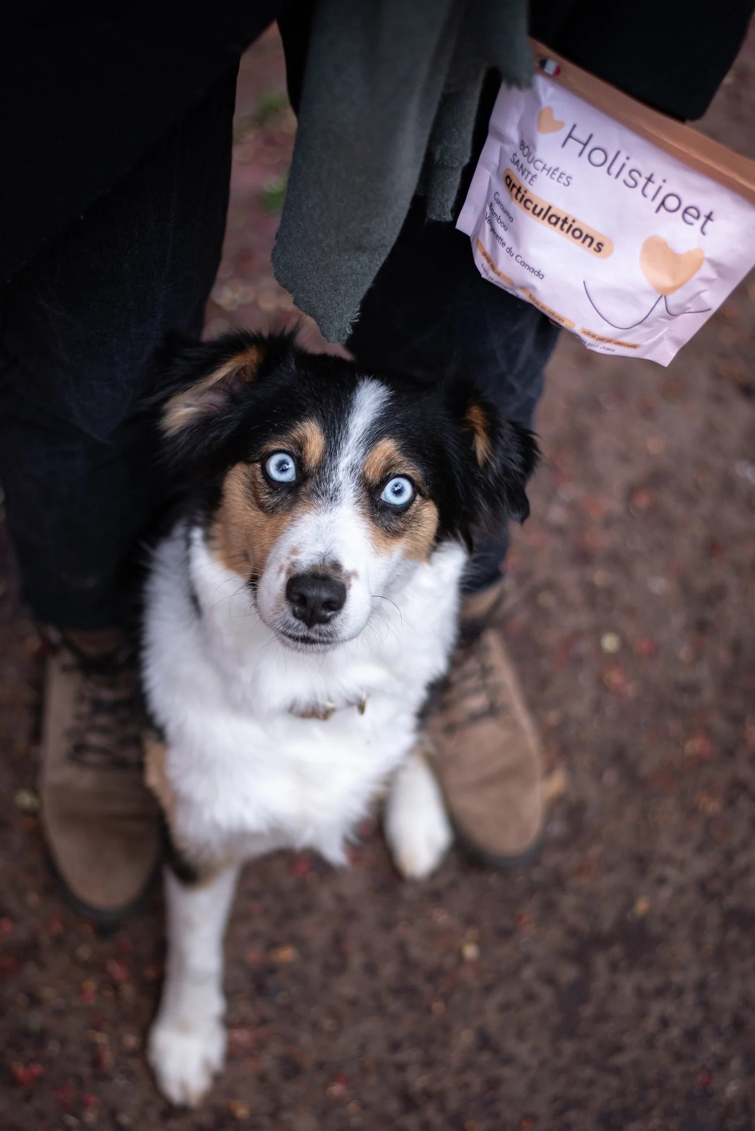 Complément alimentaire pour chien - articulations