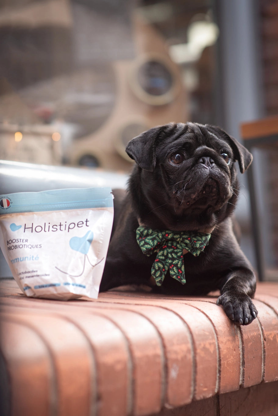 Complément alimentaire pour chien - immunité