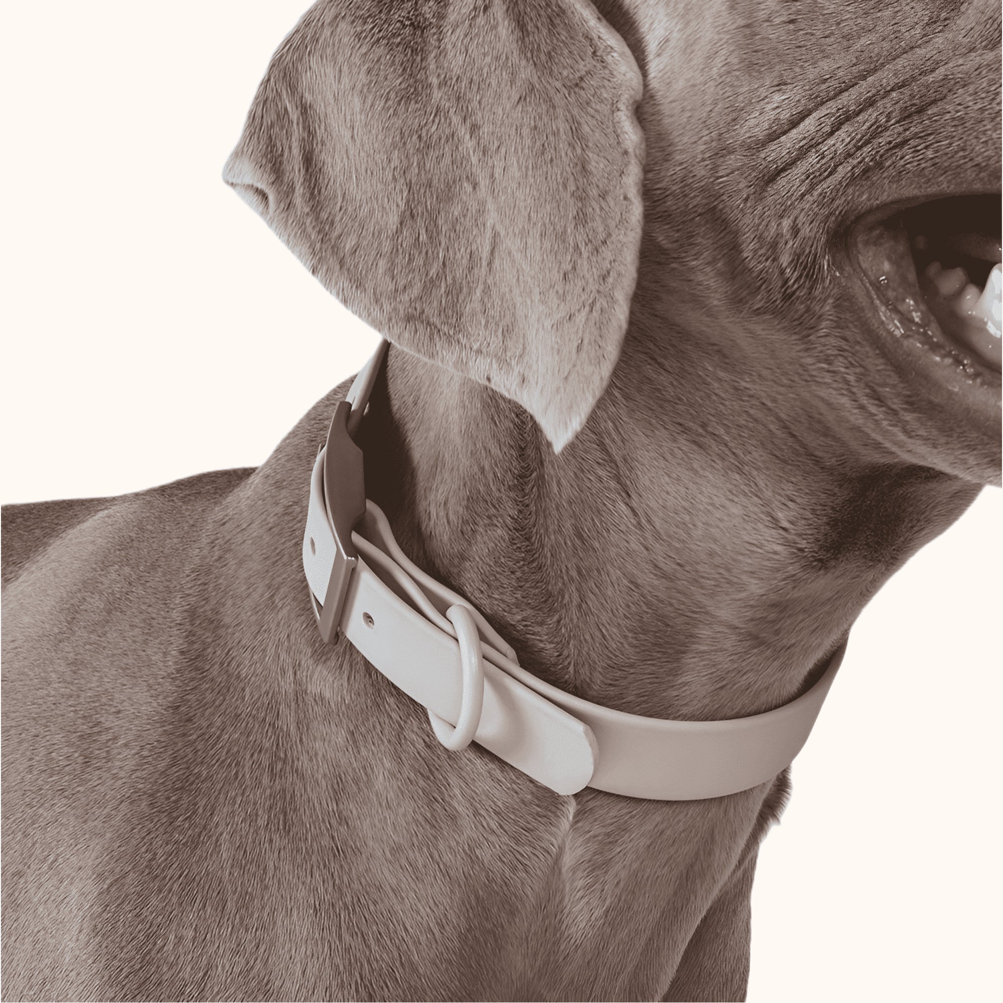 Collier pour chien - beige