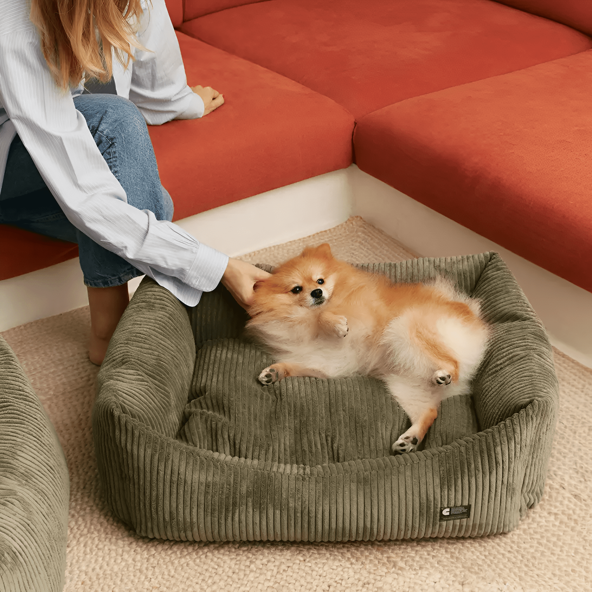 Chien allongé sur le modèle vert