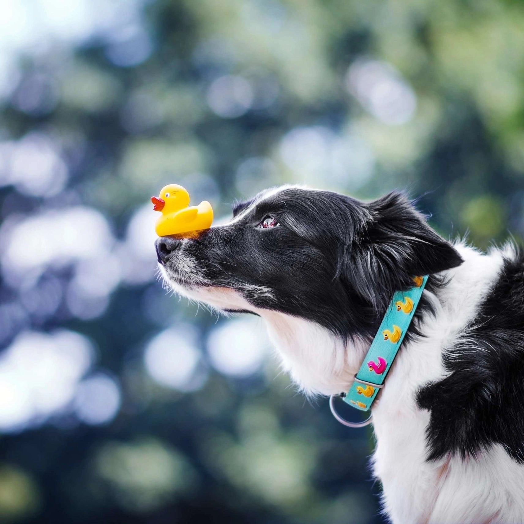 Chien qui s'amuse avec un canard en plastique