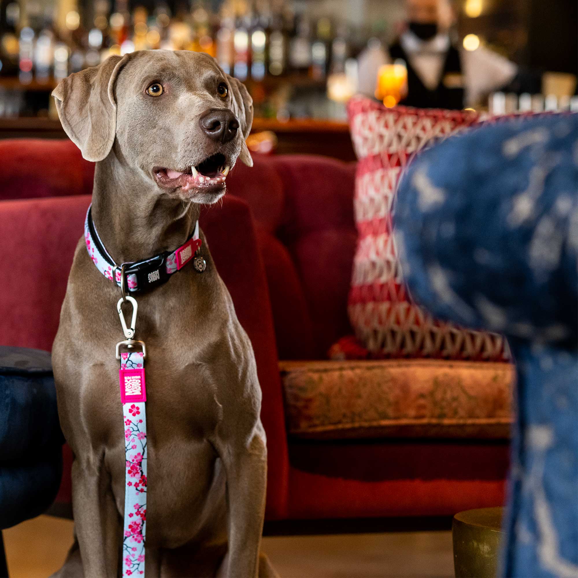 Chien qui porte le collier cherry bloom