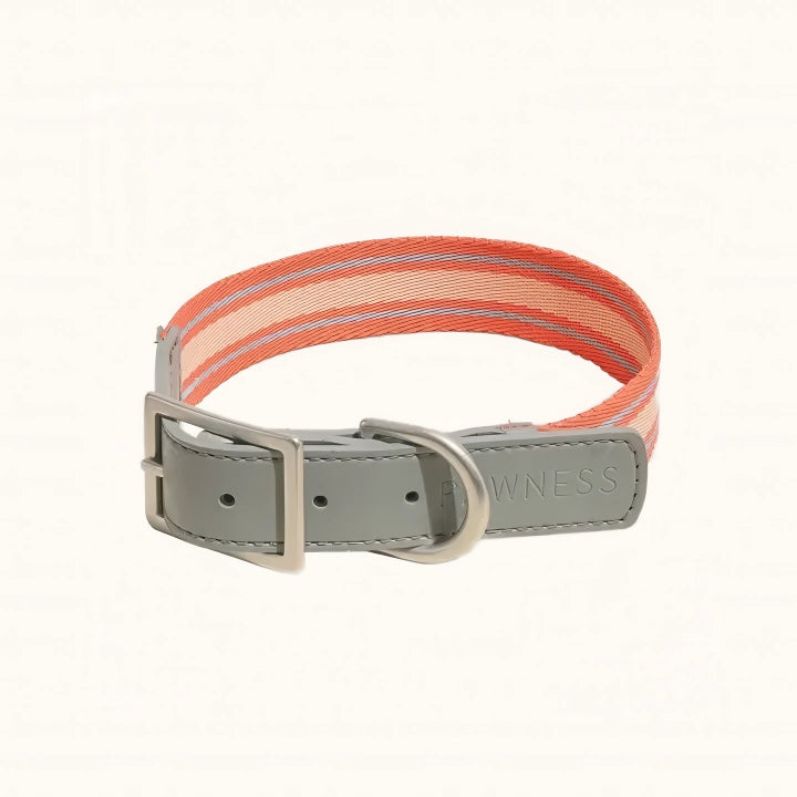 Collier pour chien - trix