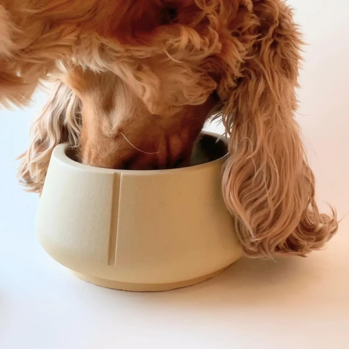 Gamelle pour chien à longues oreilles