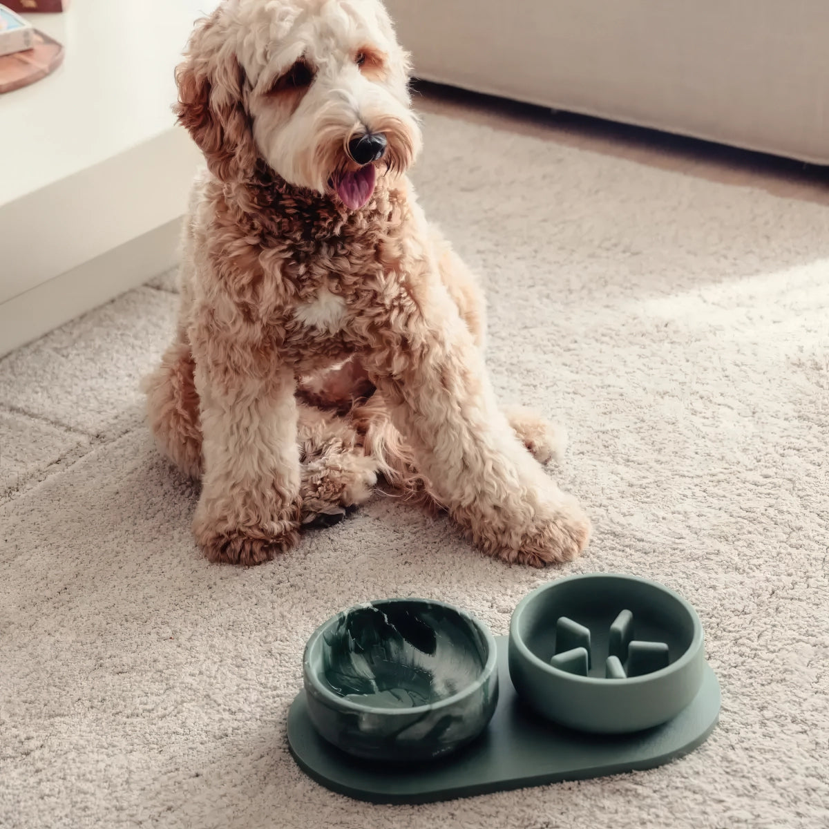 Gamelle pour chien - slow feeder