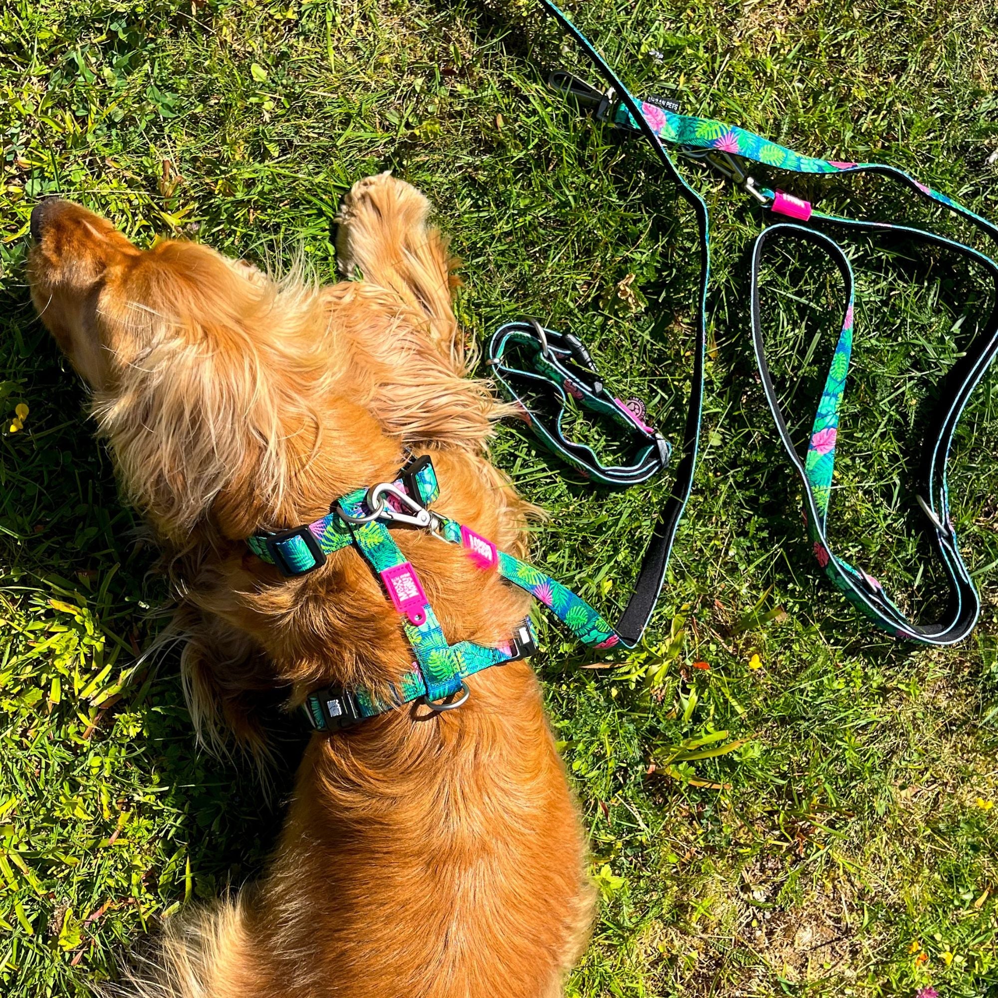 Harnais pour chien - tropical