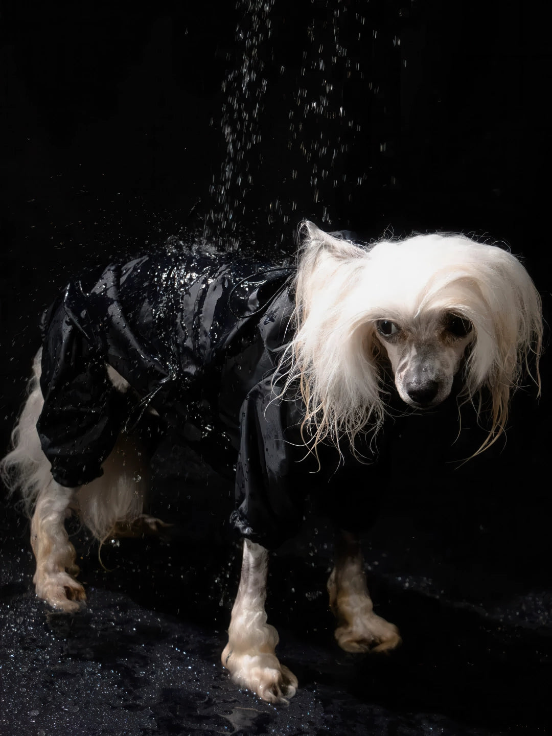 Imperméable pour chien - style noir