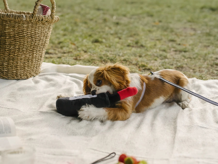 Jouet bouteille pour chien