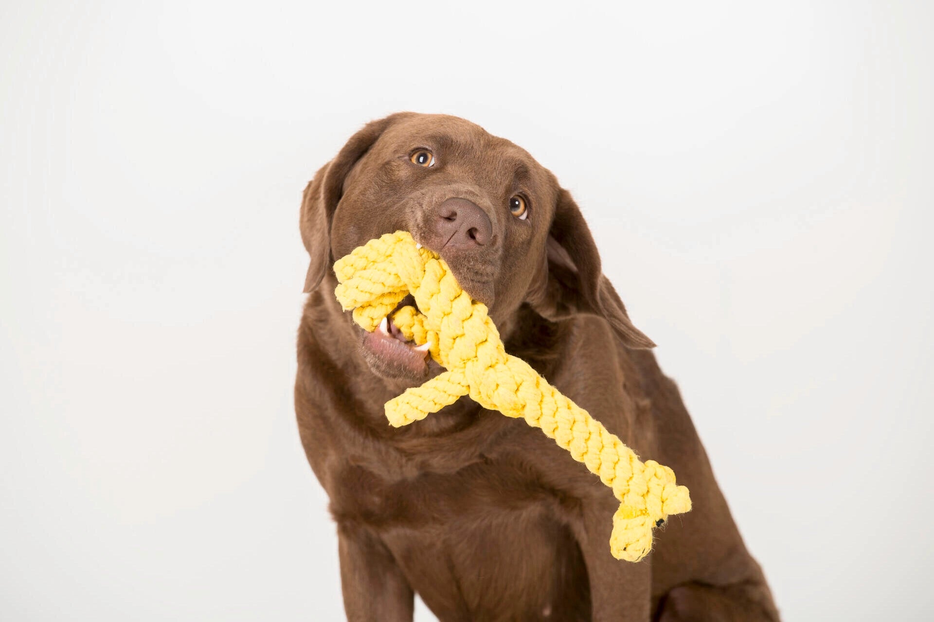 Jouet girafe pour chien - greta girafe