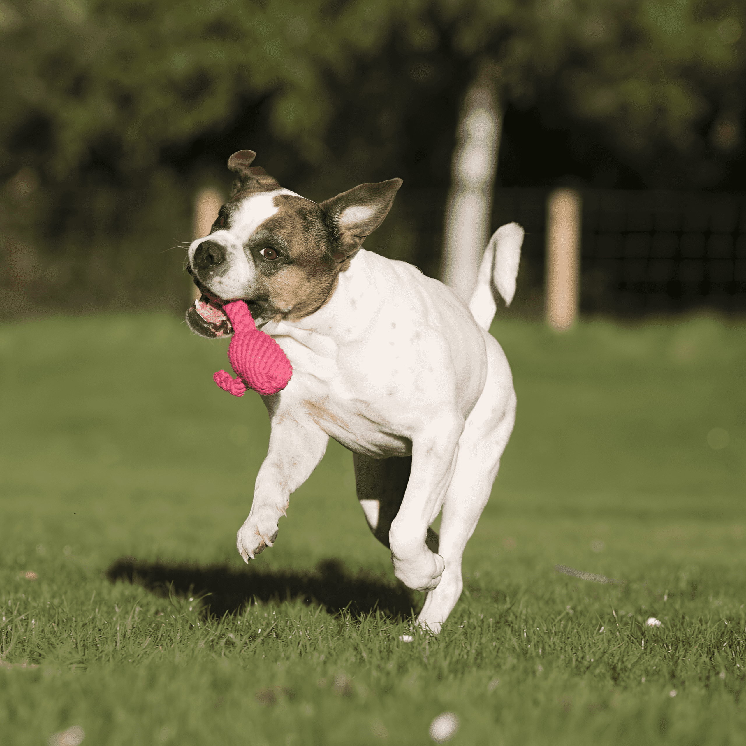 Produit maché par un chien qui court en extérieur