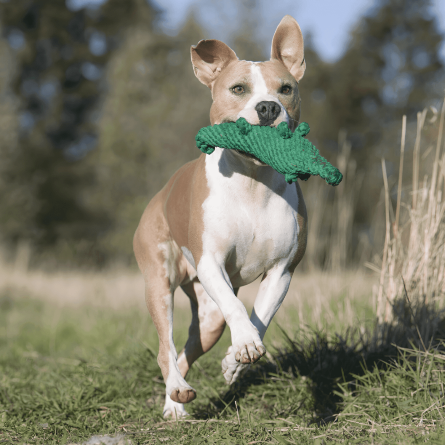 Chien qui court en extérieur avec le jouet pour chien en forme de crocodile dans la bouche.