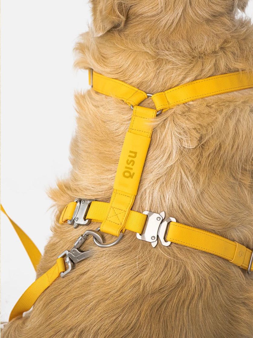 Laisse pour chien - air collection