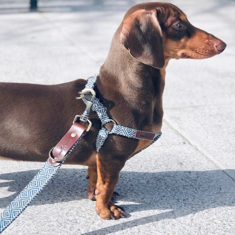 Laisse pour chien - dalton
