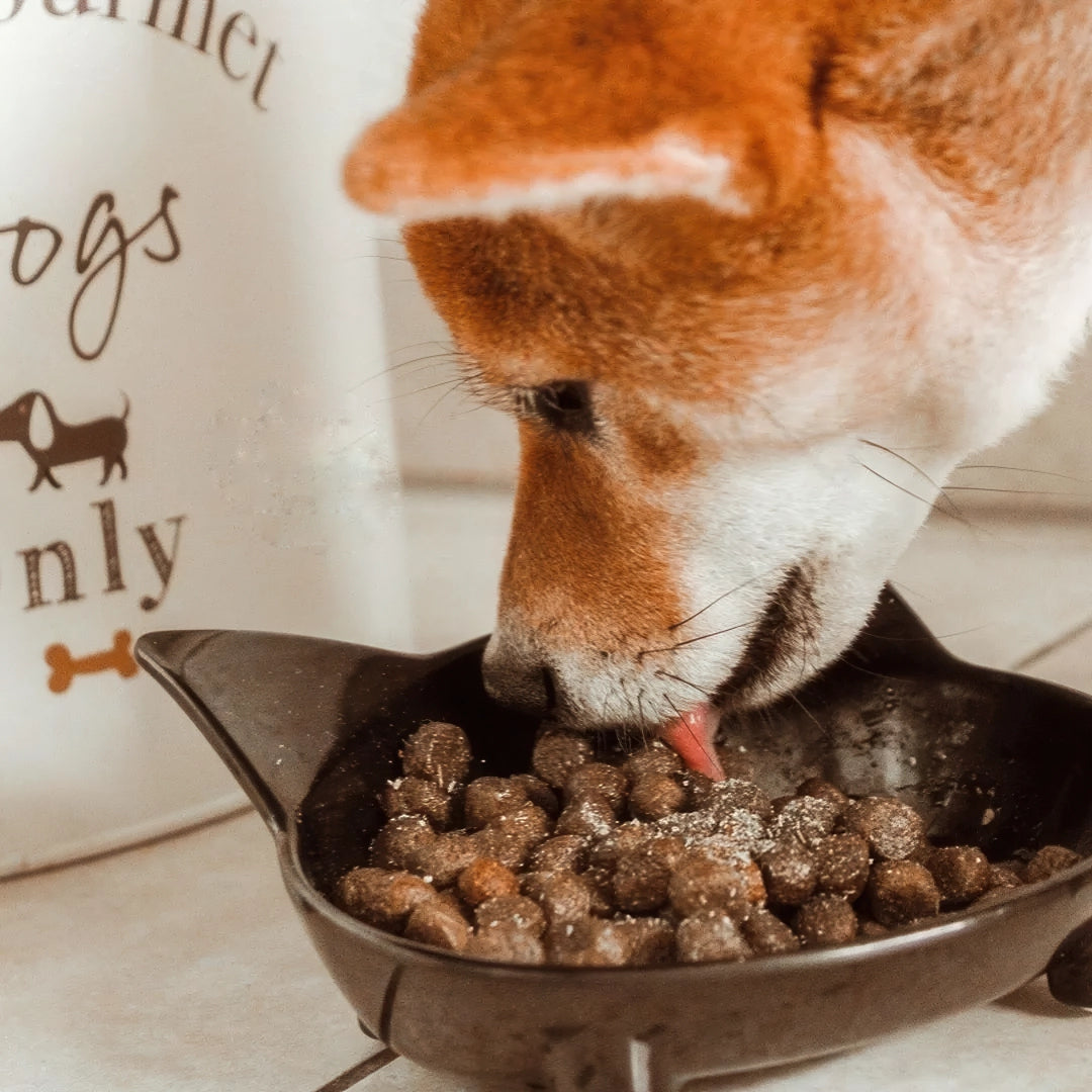 Complément alimentaire pour chien - confort articulaire