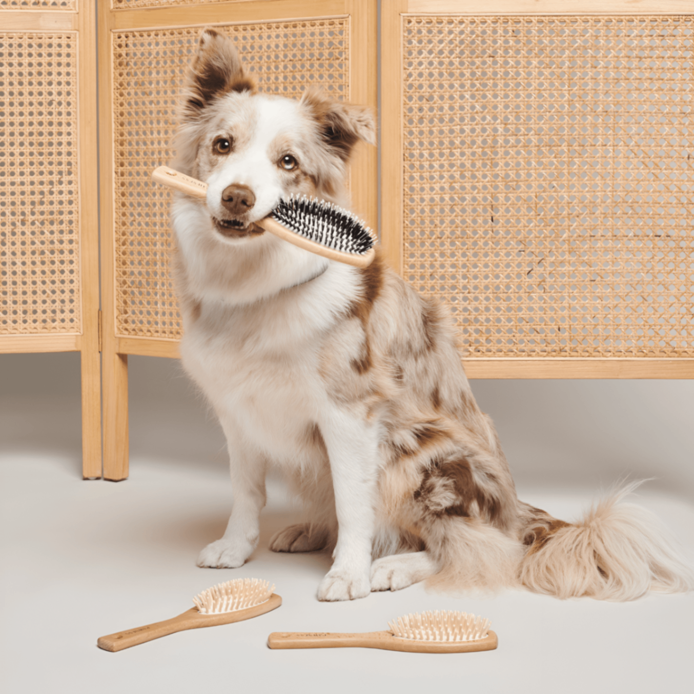 Produit dans la bouche d'un chien