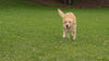 Un chien Labrador courant joyeusement sur une pelouse verte sous le soleil.