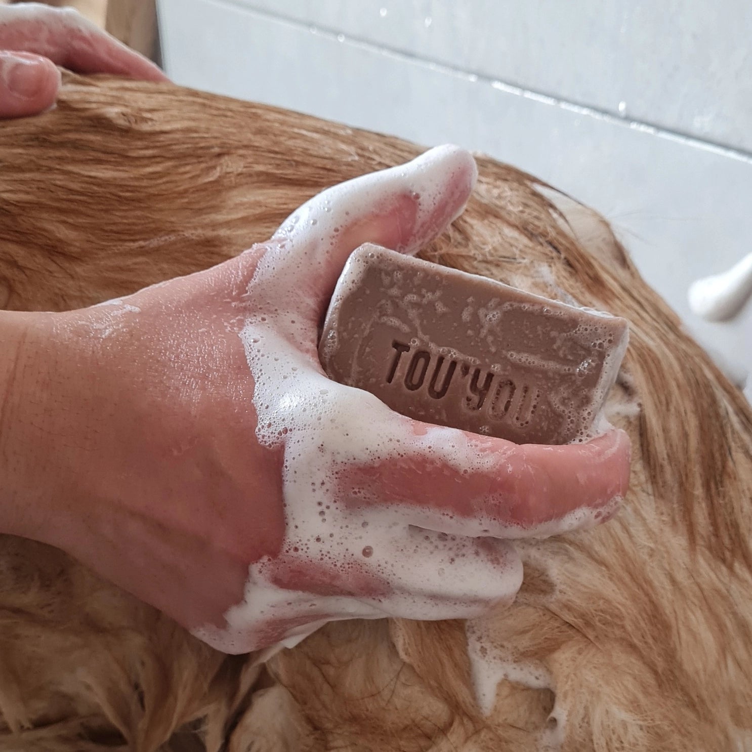 Shampoing solide pour chien - Lavande Eucalyptus