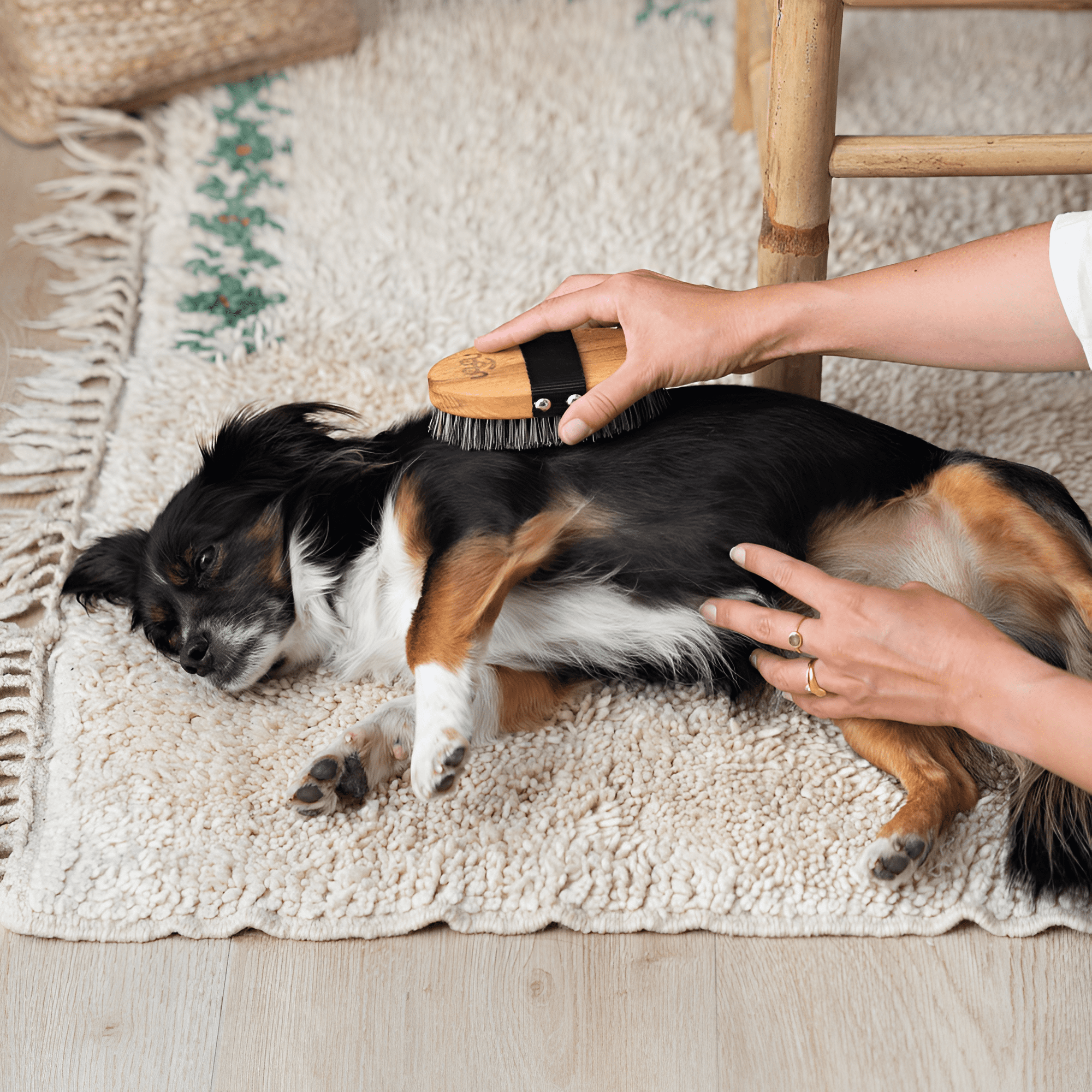 Brosse utilisée sur un chien allongé sur le sol