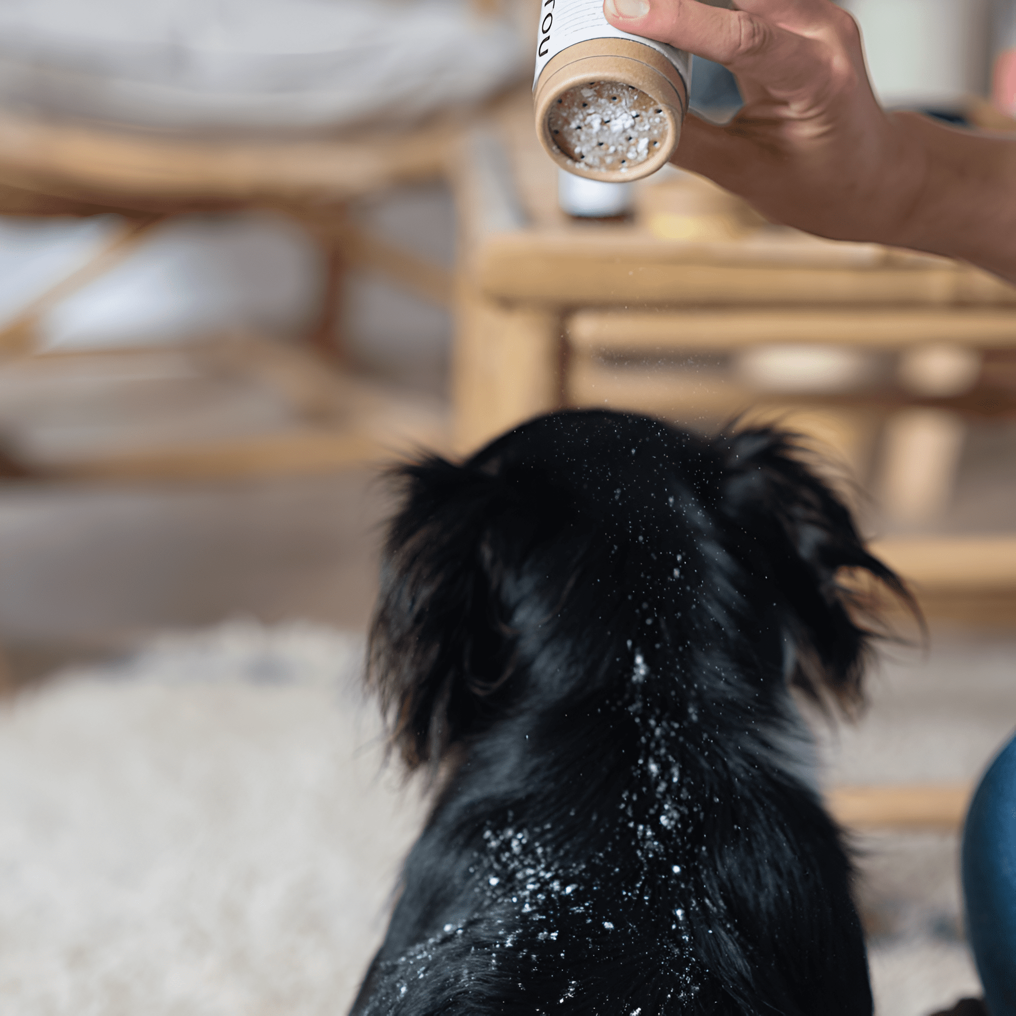 shampoing sec pour chiens et chats